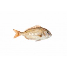 Red sea bream – Pagruspagrus