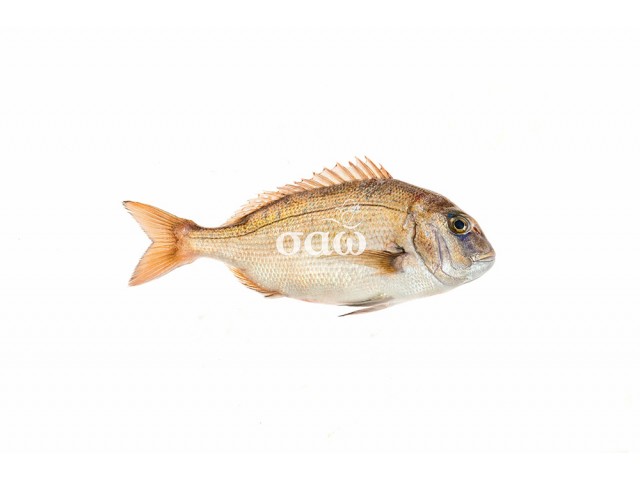 Red sea bream – Pagruspagrus