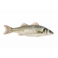 European sea bass – Dicentrarchuslabrax