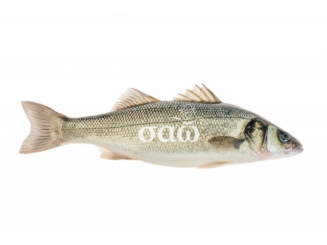 European sea bass – Dicentrarchuslabrax