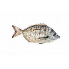 Sharpsnout seabream – Diploduspuntazzo