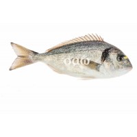 Sea bream - Sparusaurata