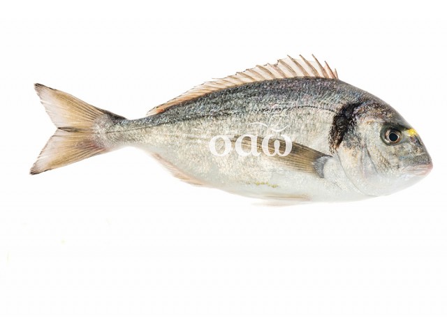 Sea bream - Sparusaurata